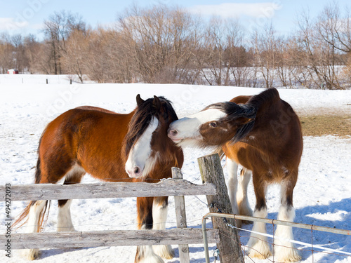 Photography Selective focus portrait of chestnut Clydesdale horse nuzzling another animal wh