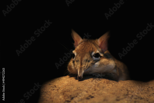 Maus