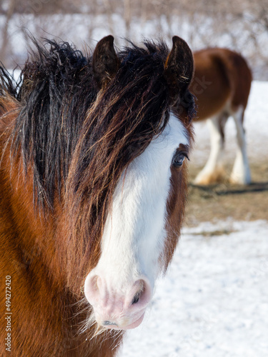 Canvas Print Selective focus closeup of chestnut Clydesdale horse standing in field covered i