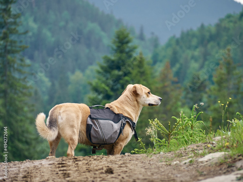 Fototapeta Naklejka Na Ścianę i Meble -  Dog on the mountains road.  Carpathians, Ukraine