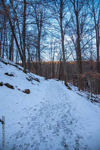 Wallpaper Mural winter in the forest Torontodigital.ca
