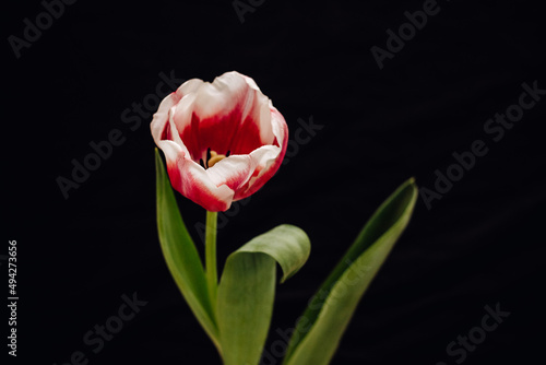 Bud of white, red and pink tulip on a black background.
One tulip bud close up