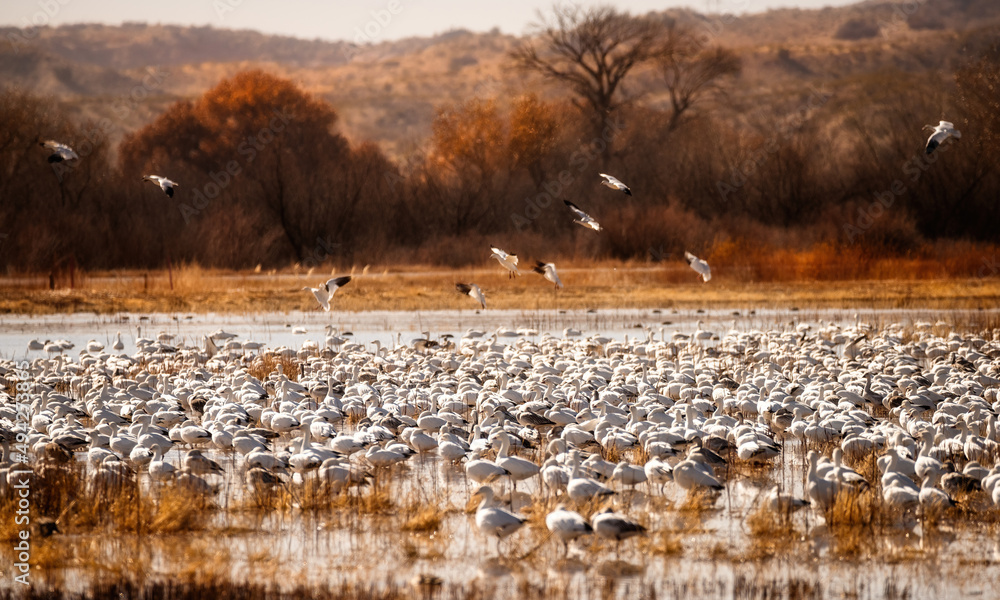 Fototapeta premium snow geese migration