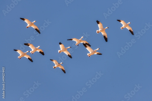 snow geese migration