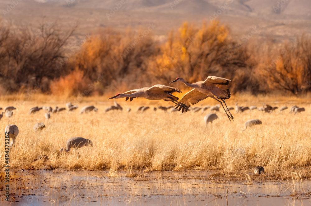 Sandhill Crane Migration Sandhill Crane Migration