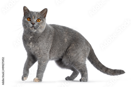 Adult tortie British Shorthair cat, standingside ways. Looking towards camera with mesmerizing orange eyes. Isolated on a white background.