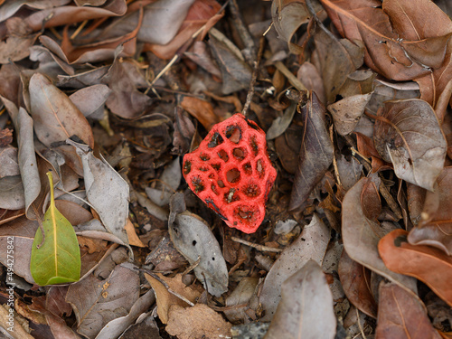 Clathrus ruber - red, reticulated, poisonous, rare mushroom