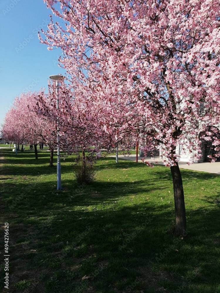 Naklejka premium Spring has come to Serbia