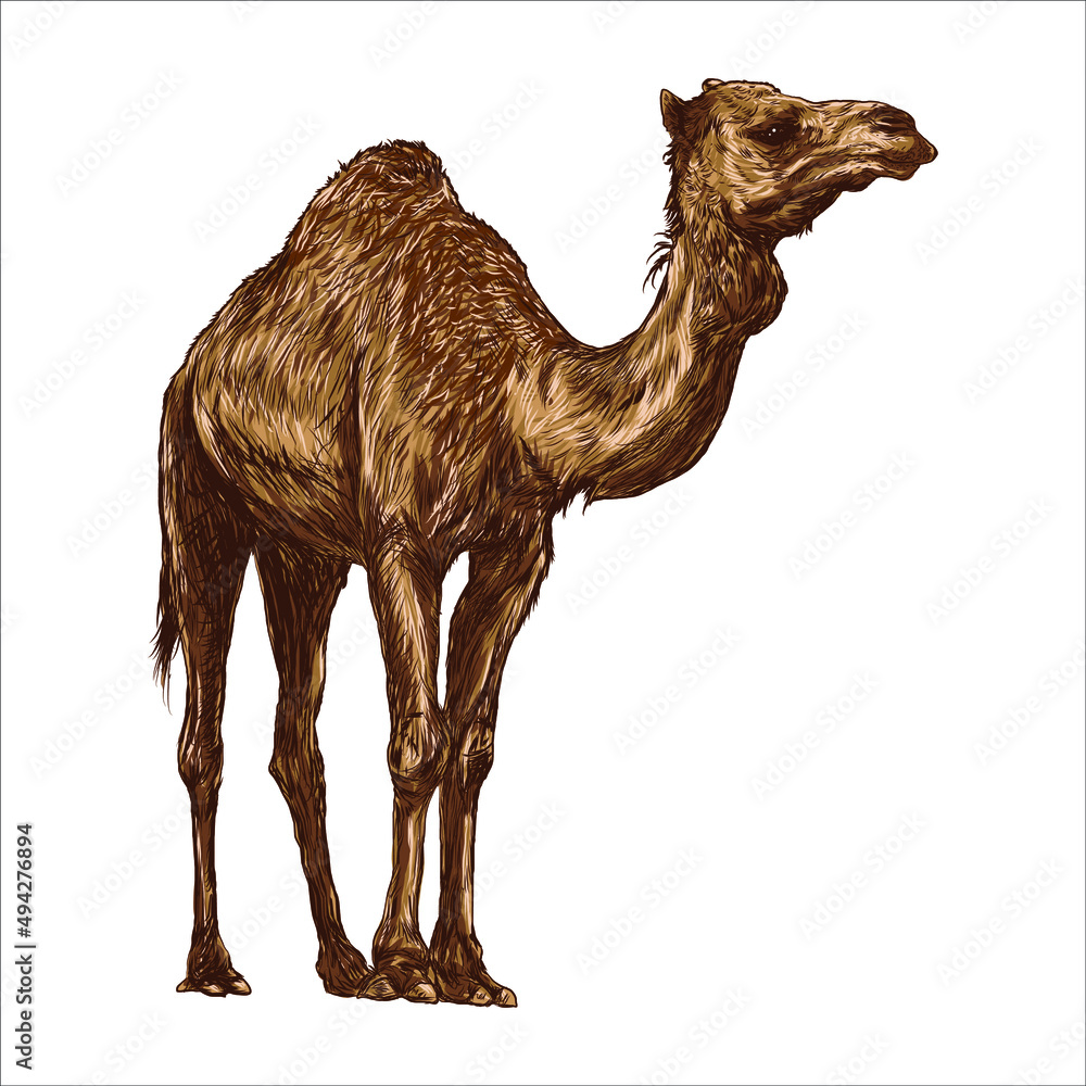Vetor do Stock: Camel Sketch, Realistic isolated camel drawing vector