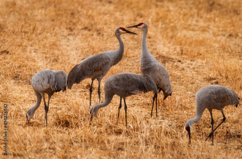 Sandhill Crane Migration © Betty Rong