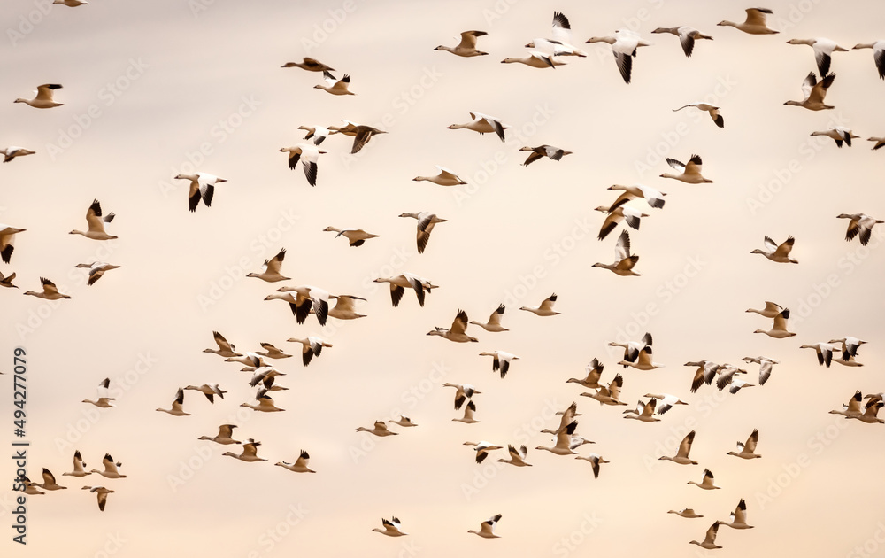 Snow Geese Migration Snow Geese Migration