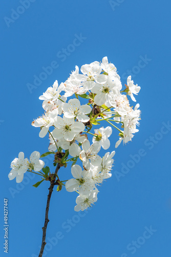 Spring blooming cherry trees with white flowers in the garden against the blue sky