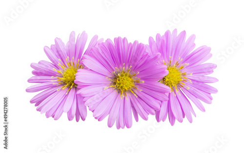 perennial aster flower isolated