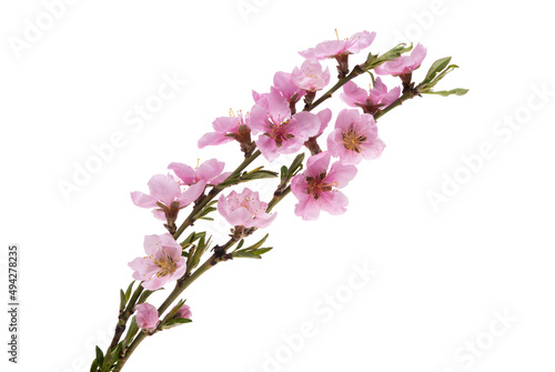 sakura flowers isolated © ksena32