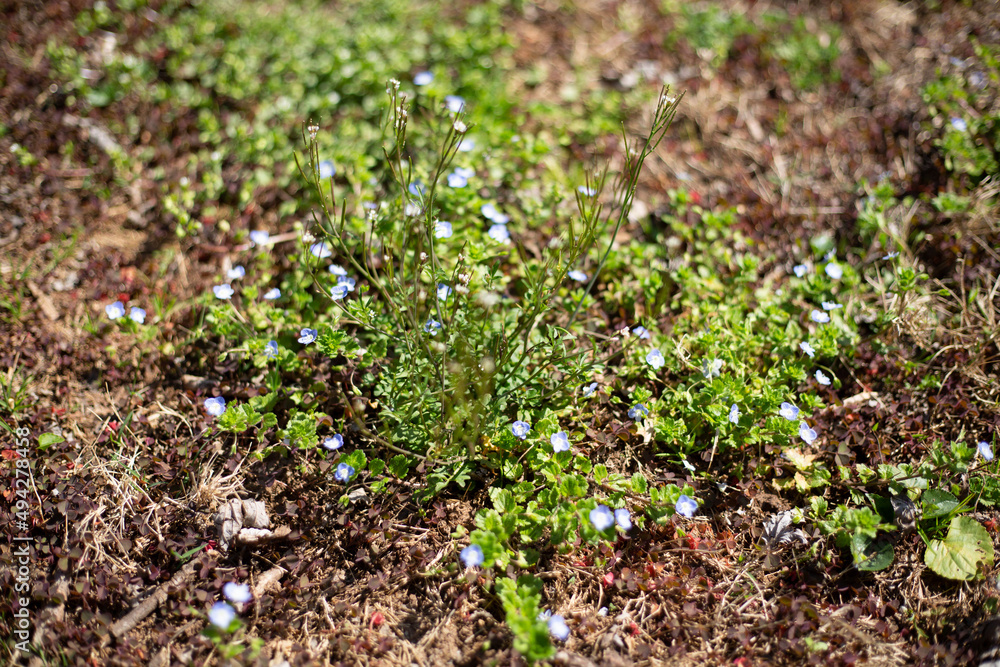 Cluster of Bluets in a meadow Cluster of Bluets in a meadow