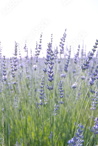 Field of Lavender  Lavandula angustifolia  Lavandula officinalis 