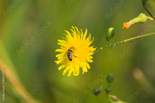 Closeup of a bee pollinating a yellow perennial sowthistle flower with green blurred background © Cenusa Silviu Carol