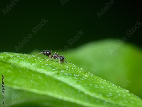 small black ant on the leaf