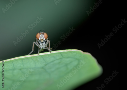 small fly with red eye on the leaf photo