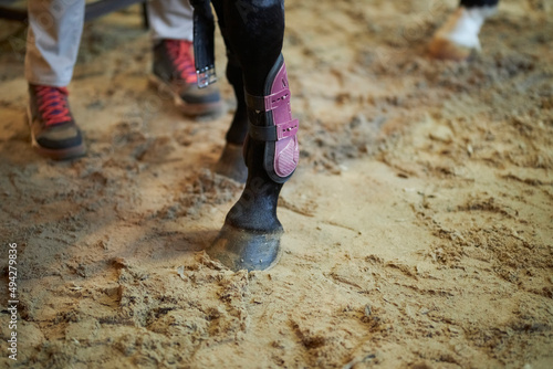 The chestnut horse's legs are covered with protective boots. plastic protective boots for horses. close-up. horse ammunition