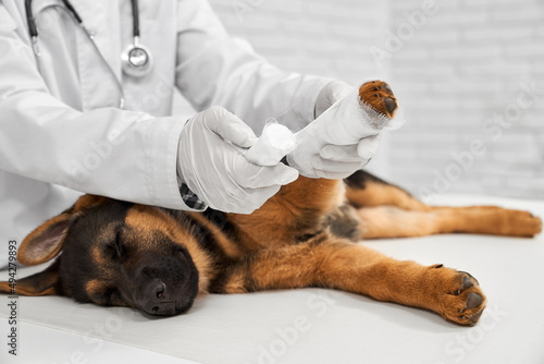 Close up of vet in white lab coat with rewinding paw to German Shepherd. Doctor with phonendoscope, in white latex gloves applying bandage to dog paw. Concept of pets protecting.