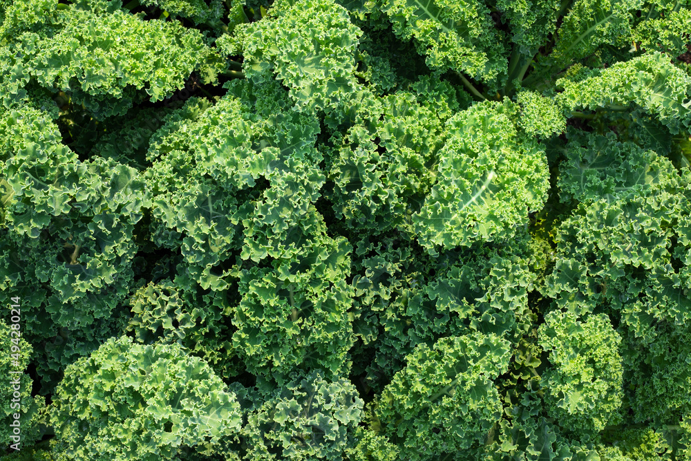 Raw green kale leaves, natural food background