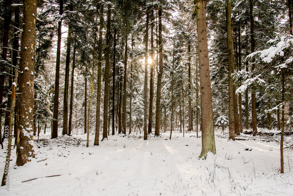 Snowy forest in cold winter season. Snowy forest in cold winter season.