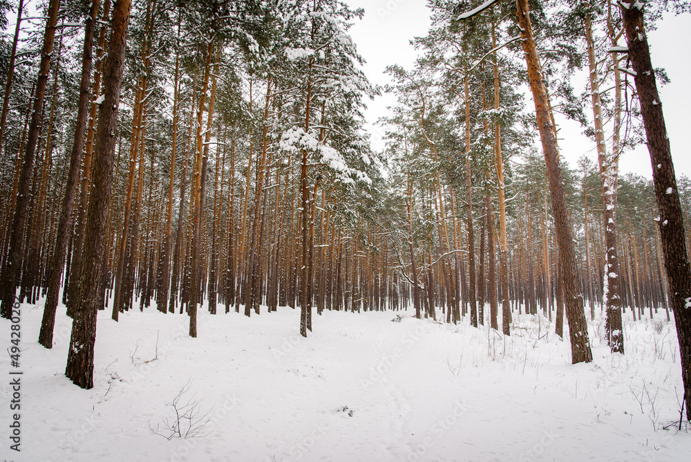 Fototapeta premium Snowy forest in cold winter season.