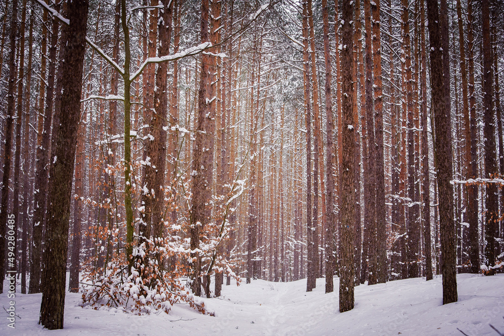 Fototapeta premium Snowy forest in cold winter season.