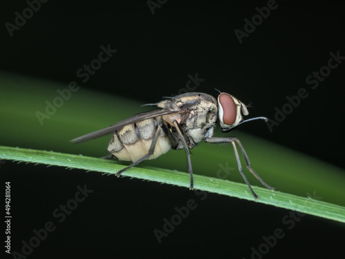 stable fly with long mouth on the grass photo