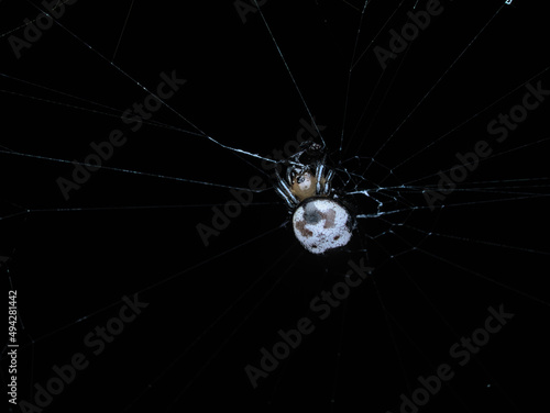 orb spider with white body on the web
