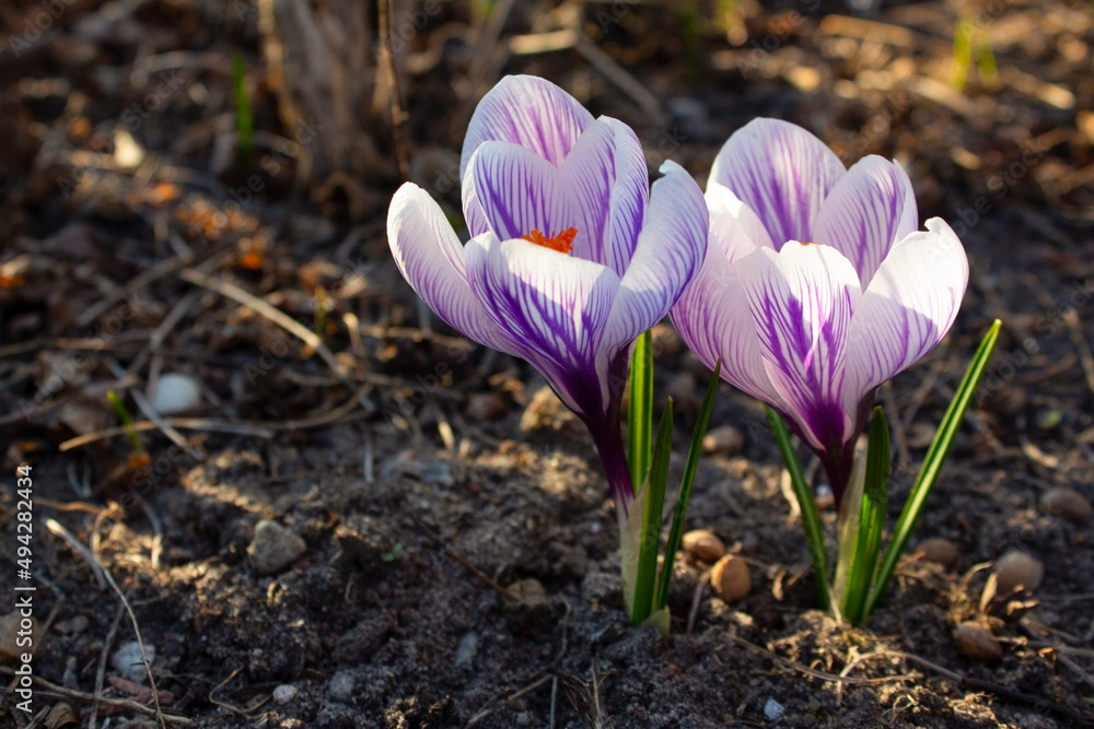 Crocuses are spring flowers. Blooming crocuses in the garden. Sunny time spring day with sunlight. Close-up. Crocuses are spring flowers. Blooming crocuses in the garden. Sunny time spring day with sunlight. Close-up.