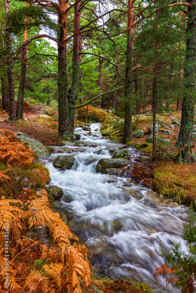 autumn forest stream