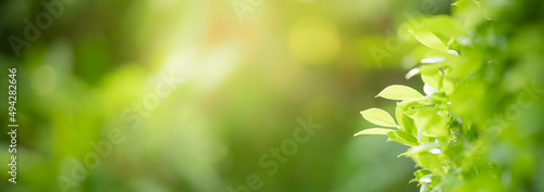 Closeup of beautiful nature view green leaf with shadow on blurred greenery background in garden with copy space using as background cover page concept.