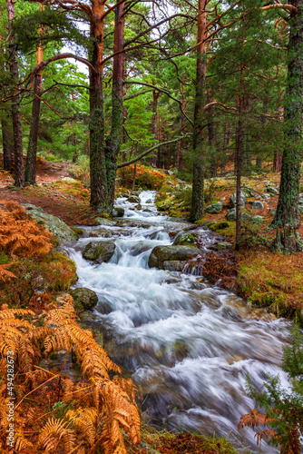 autumn forest stream © Angel