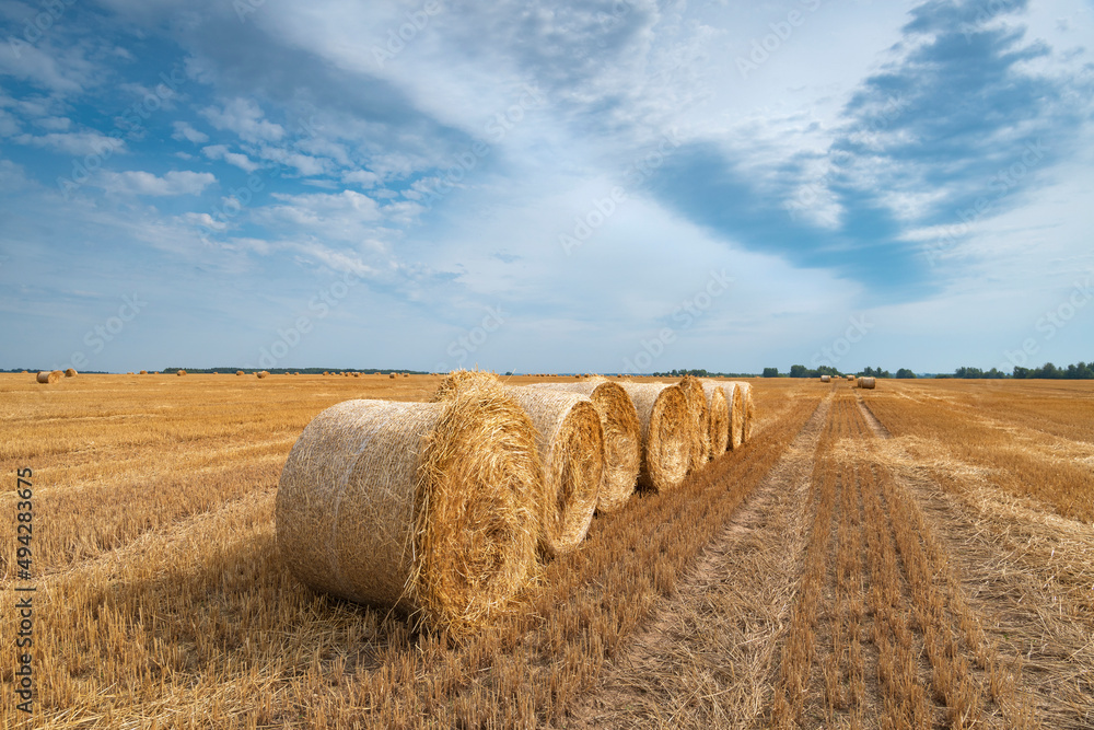 Round bales of straw are in the wheat field after harvest.