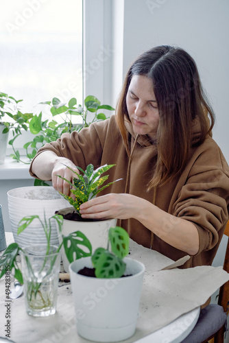A young caucasian woman potting Codiaeum gold sun young houseplant in a plastic flowerpot. Home or indoor gardening. A young woman potting Codiaeum gold sun young houseplant in a plastic flowerpot. 