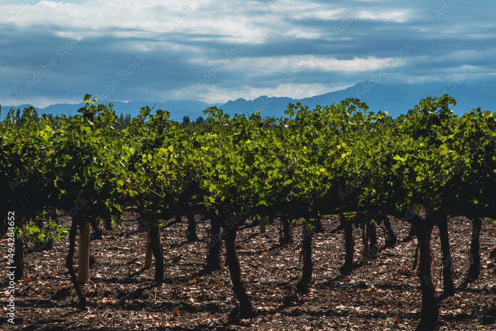 Vineyards of Mendoza, Argentina Vineyards of Mendoza, Argentina