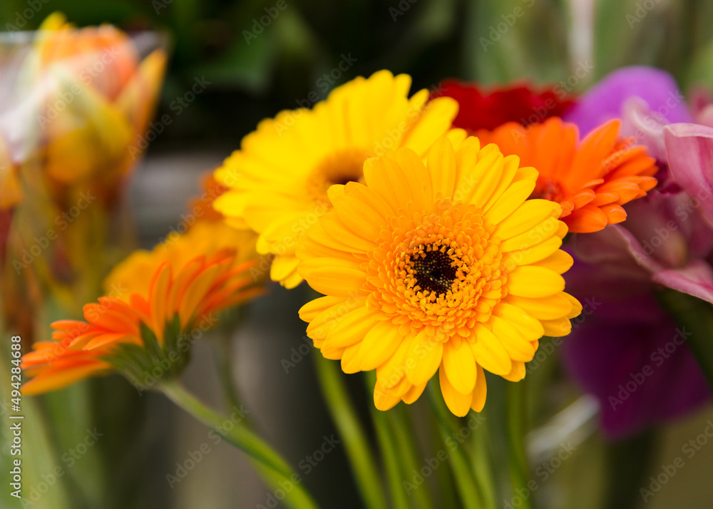 A beautiful bright bouquet of blooming fresh gerberas for a gift collected by an experienced florist A beautiful bright bouquet of blooming fresh gerberas for a gift collected by an experienced florist