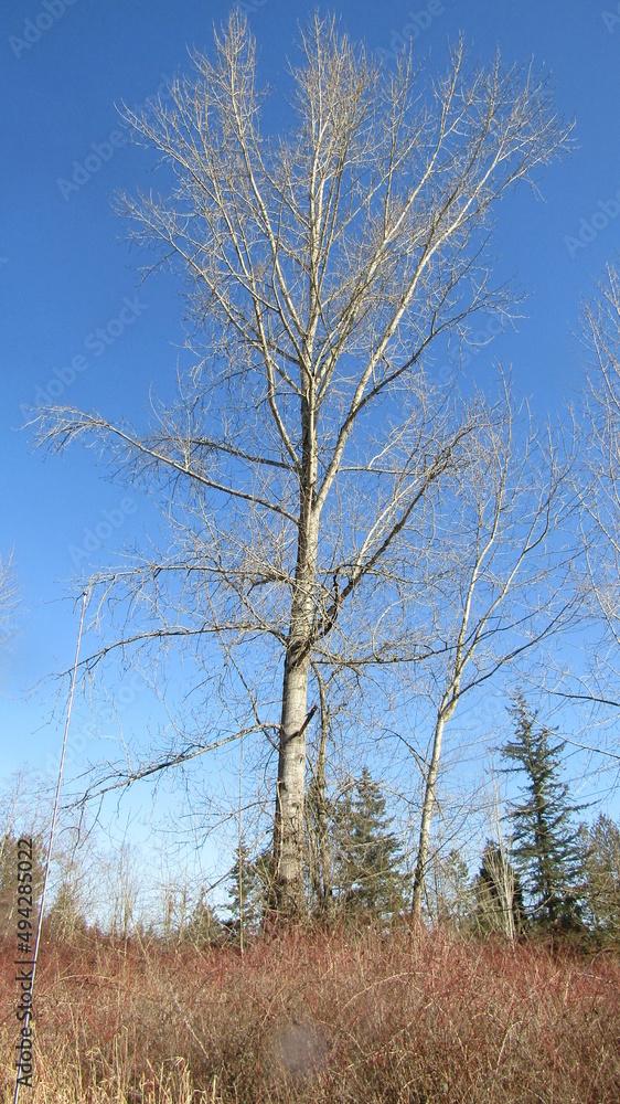 birch tree