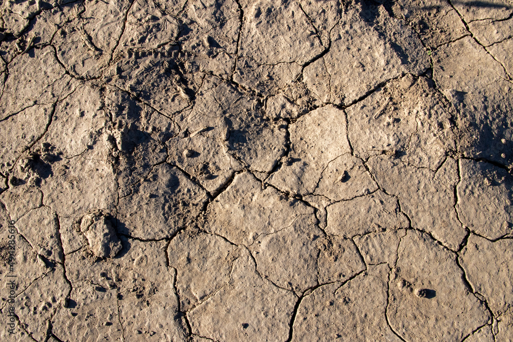 Fototapeta premium cracked ground texture