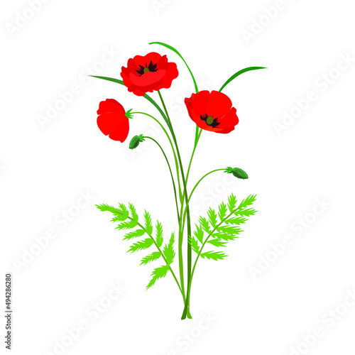 Poppy flowers, vector illustration. Red flowers, buds, stems.