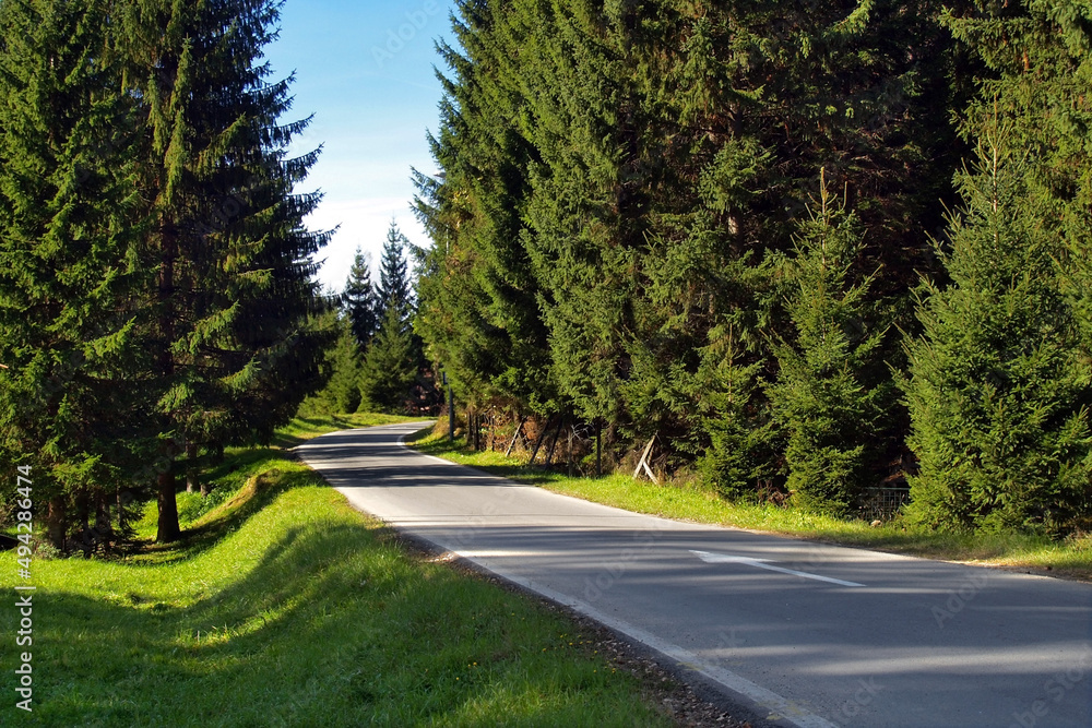 Fototapeta premium road in the forest