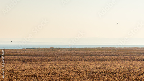 Large field of reeds at the autumn lake Balaton.