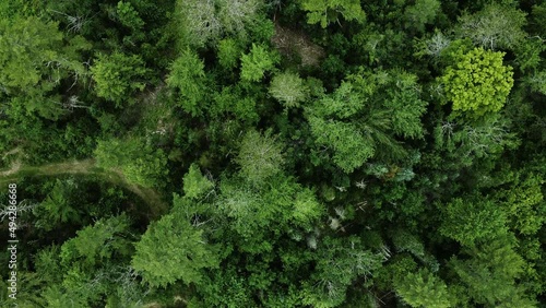 Trees Flyover - Aerial Shot, Top Down