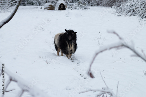 A goat walks through the snow. There is a second goat in the background in an igloo structure.  photo