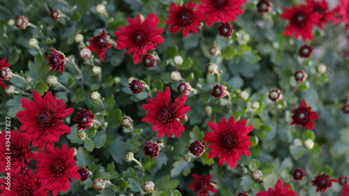 Flower head. Bouquet of red autumn Chrysanthemum. Red Chrysanthemum soft focus. Close up of chrysanthemum flowers. Spring flowers. Top view. Texture and background. Floral background. Postcard © Mariia