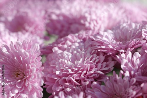 Pink Chrysanthemum selectively focused. Close up of chrysanthemum flowers. Flower head. Bouquet of pink autumn Chrysanthemum. Spring flowers. Top view. Texture and background.  Floral background