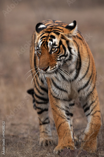 Fototapeta Naklejka Na Ścianę i Meble -  Closeup of a Tigress, Ranthambore Tiger Reserve, India