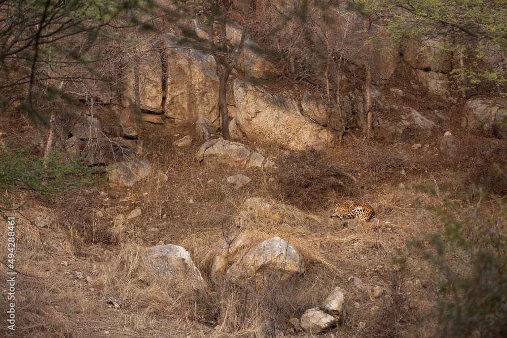 Leopard resting at Jhalana National Reserve, Jaipur Leopard resting at Jhalana National Reserve, Jaipur